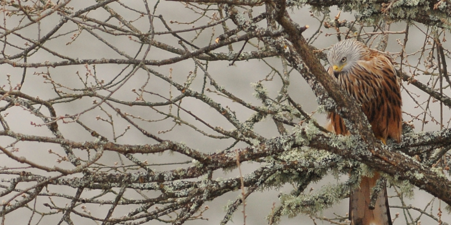 Milan royal perché dans un arbre